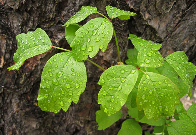 green poison ivy leaves