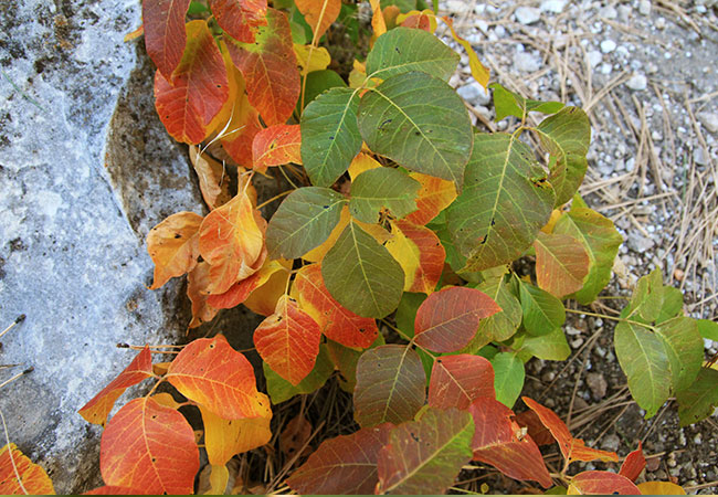 green and brown poison ivy leaves