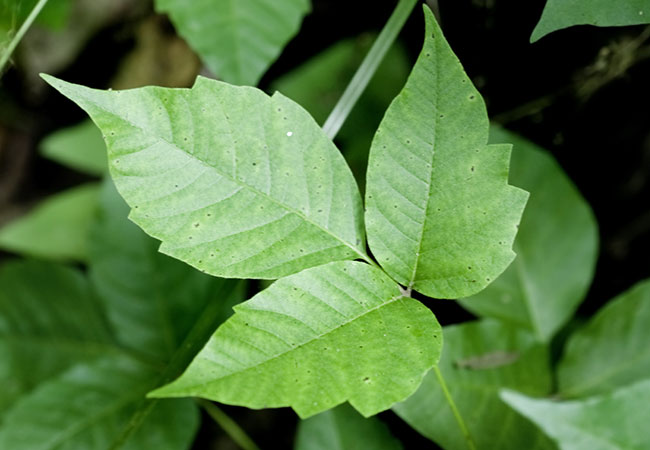 Three leafed poison ivy leaves