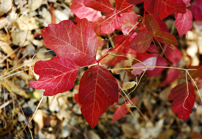 red poison ivy leaves