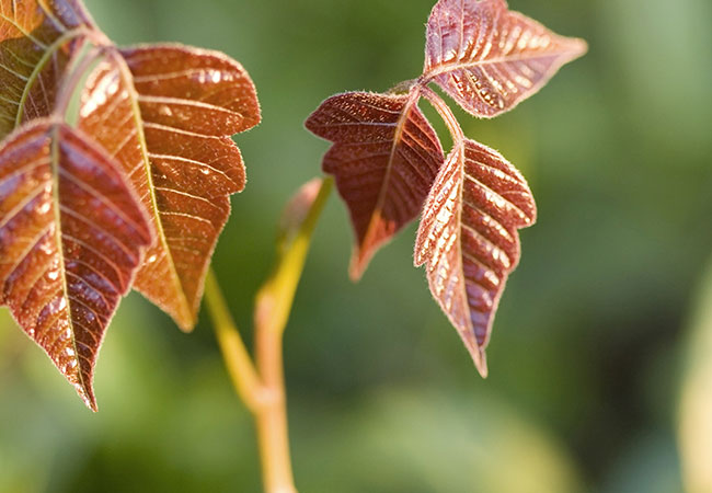 brown poison ivy leaves